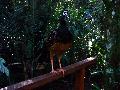 gal/holiday/Brazil 2005 - Foz do Iguacu Birds Sanctuary/_thb_Bird_Sanctuary_Iguacu_DSC07154.jpg